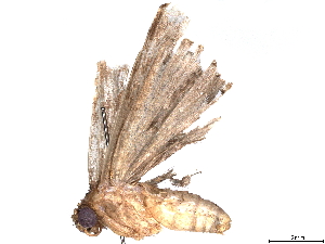  (Prosoparia BioLep3643 - BIOUG66515-B10)  @11 [ ] CreativeCommons - Attribution (2022) CBG Photography Group Centre for Biodiversity Genomics