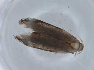  ( - BIOUG67766-F05)  @11 [ ] CreativeCommons - Attribution (2021) Centre for Biodiversity Genomics Centre for Biodiversity Genomics