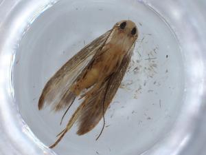  ( - BIOUG67779-A03)  @11 [ ] CreativeCommons - Attribution (2021) Centre for Biodiversity Genomics Centre for Biodiversity Genomics