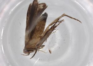  ( - BIOUG68218-F11)  @11 [ ] CreativeCommons - Attribution (2021) Centre for Biodiversity Genomics Centre for Biodiversity Genomics