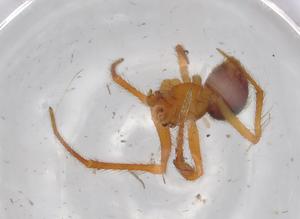  ( - BIOUG68220-B07)  @11 [ ] CreativeCommons - Attribution (2021) Centre for Biodiversity Genomics Centre for Biodiversity Genomics