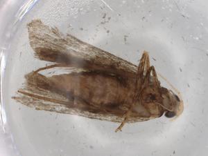  ( - BIOUG68831-F02)  @11 [ ] CreativeCommons - Attribution (2021) Centre for Biodiversity Genomics Centre for Biodiversity Genomics