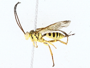  ( - BIOUG76531-C08)  @11 [ ] CreativeCommons - Attribution (2022) CBG Photography Group Centre for Biodiversity Genomics