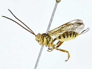  ( - BIOUG77702-E08)  @11 [ ] CreativeCommons - Attribution (2022) CBG Photography Group Centre for Biodiversity Genomics