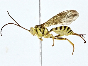  ( - BIOUG77706-B10)  @11 [ ] CreativeCommons - Attribution (2022) CBG Photography Group Centre for Biodiversity Genomics