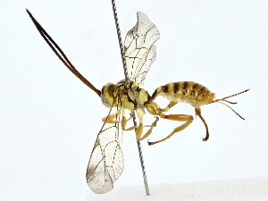  ( - BIOUG77706-E10)  @11 [ ] CreativeCommons - Attribution (2022) CBG Photography Group Centre for Biodiversity Genomics