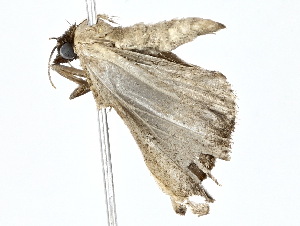  ( - BIOUG77708-E08)  @11 [ ] CreativeCommons - Attribution (2022) CBG Photography Group Centre for Biodiversity Genomics