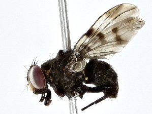  ( - BIOUG77709-F03)  @11 [ ] CreativeCommons - Attribution (2022) CBG Photography Group Centre for Biodiversity Genomics