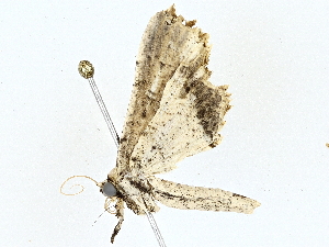  ( - BIOUG77710-C08)  @11 [ ] CreativeCommons - Attribution (2022) CBG Photography Group Centre for Biodiversity Genomics