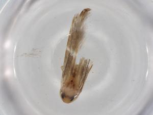  ( - BIOUG79574-B10)  @11 [ ] CreativeCommons - Attribution (2022) Centre for Biodiversity Genomics Centre for Biodiversity Genomics