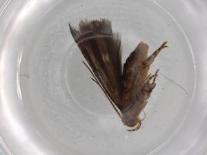  ( - BIOUG79594-A11)  @11 [ ] CreativeCommons - Attribution (2022) Centre for Biodiversity Genomics Centre for Biodiversity Genomics