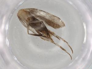  ( - BIOUG80630-B09)  @11 [ ] CreativeCommons - Attribution (2022) Centre for Biodiversity Genomics Centre for Biodiversity Genomics