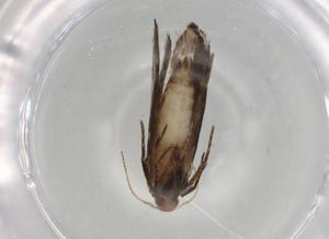  ( - BIOUG80630-B12)  @11 [ ] CreativeCommons - Attribution (2022) Centre for Biodiversity Genomics Centre for Biodiversity Genomics