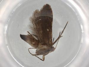  ( - BIOUG80669-E12)  @11 [ ] CreativeCommons - Attribution (2022) Centre for Biodiversity Genomics Centre for Biodiversity Genomics