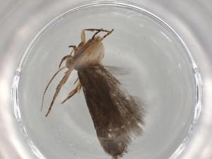  ( - BIOUG80673-D01)  @11 [ ] CreativeCommons - Attribution (2022) Centre for Biodiversity Genomics Centre for Biodiversity Genomics