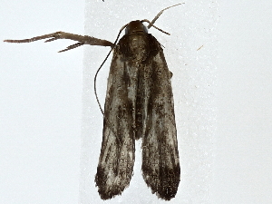  ( - BIOUG80713-D12)  @11 [ ] CreativeCommons - Attribution (2022) CBG Photography Group Centre for Biodiversity Genomics