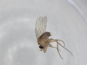  ( - BIOUG81003-B03)  @11 [ ] CreativeCommons - Attribution (2022) Centre for Biodiversity Genomics Centre for Biodiversity Genomics