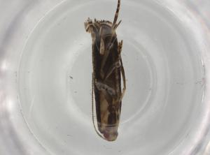  ( - BIOUG81015-H09)  @11 [ ] CreativeCommons - Attribution (2022) Centre for Biodiversity Genomics Centre for Biodiversity Genomics