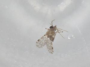  ( - BIOUG81052-B11)  @11 [ ] CreativeCommons - Attribution (2022) Centre for Biodiversity Genomics Centre for Biodiversity Genomics