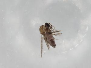  ( - BIOUG81095-E12)  @11 [ ] CreativeCommons - Attribution (2022) Centre for Biodiversity Genomics Centre for Biodiversity Genomics