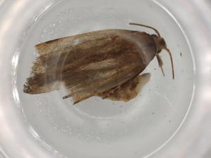  (gelMalaise01 Malaise2170 - BIOUG81645-A08)  @11 [ ] CreativeCommons - Attribution (2022) Centre for Biodiversity Genomics Centre for Biodiversity Genomics