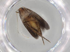  ( - BIOUG81649-D09)  @11 [ ] CreativeCommons - Attribution (2022) Centre for Biodiversity Genomics Centre for Biodiversity Genomics