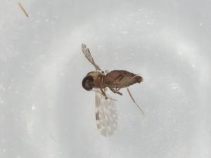  ( - BIOUG81670-F06)  @11 [ ] CreativeCommons - Attribution (2022) Centre for Biodiversity Genomics Centre for Biodiversity Genomics