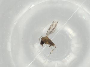  ( - BIOUG81690-C05)  @11 [ ] CreativeCommons - Attribution (2022) Centre for Biodiversity Genomics Centre for Biodiversity Genomics