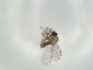  ( - BIOUG81691-E11)  @11 [ ] CreativeCommons - Attribution (2022) Centre for Biodiversity Genomics Centre for Biodiversity Genomics