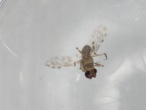  ( - BIOUG81696-H05)  @11 [ ] CreativeCommons - Attribution (2022) Centre for Biodiversity Genomics Centre for Biodiversity Genomics