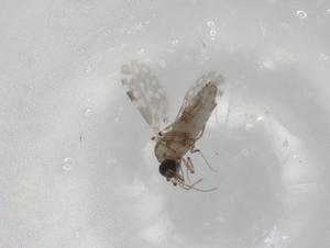  ( - BIOUG82314-G10)  @11 [ ] CreativeCommons - Attribution (2022) Centre for Biodiversity Genomics Centre for Biodiversity Genomics