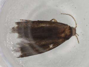  ( - BIOUG82321-A09)  @11 [ ] CreativeCommons - Attribution (2022) Centre for Biodiversity Genomics Centre for Biodiversity Genomics