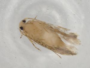  ( - BIOUG82321-A11)  @11 [ ] CreativeCommons - Attribution (2022) Centre for Biodiversity Genomics Centre for Biodiversity Genomics