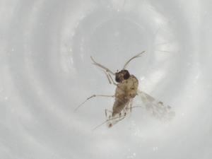  ( - BIOUG82323-A11)  @11 [ ] CreativeCommons - Attribution (2022) Centre for Biodiversity Genomics Centre for Biodiversity Genomics