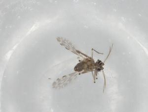  ( - BIOUG82323-C06)  @11 [ ] CreativeCommons - Attribution (2022) Centre for Biodiversity Genomics Centre for Biodiversity Genomics