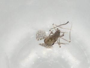  ( - BIOUG82328-C03)  @11 [ ] CreativeCommons - Attribution (2022) Centre for Biodiversity Genomics Centre for Biodiversity Genomics