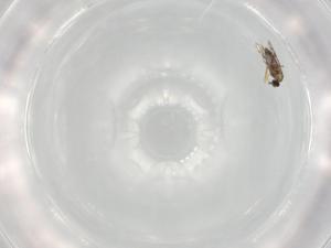  ( - BIOUG82328-C04)  @11 [ ] CreativeCommons - Attribution (2022) Centre for Biodiversity Genomics Centre for Biodiversity Genomics