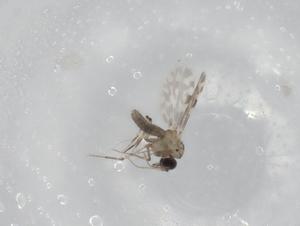  ( - BIOUG82339-F09)  @11 [ ] CreativeCommons - Attribution (2022) Centre for Biodiversity Genomics Centre for Biodiversity Genomics