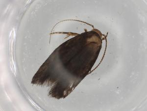  ( - BIOUG82661-E06)  @11 [ ] CreativeCommons - Attribution (2022) Centre for Biodiversity Genomics Centre for Biodiversity Genomics