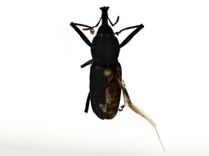  ( - BIOUG80714-G02)  @11 [ ] CreativeCommons - Attribution (2022) CBG Photography Group Centre for Biodiversity Genomics