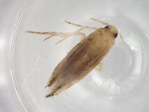  ( - BIOUG85919-H08)  @11 [ ] CreativeCommons - Attribution (2022) Centre for Biodiversity Genomics Centre for Biodiversity Genomics