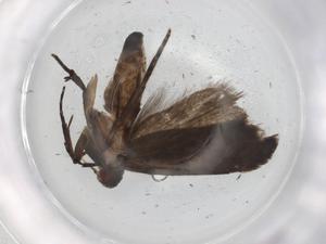  ( - BIOUG85949-A08)  @11 [ ] CreativeCommons - Attribution (2022) Centre for Biodiversity Genomics Centre for Biodiversity Genomics