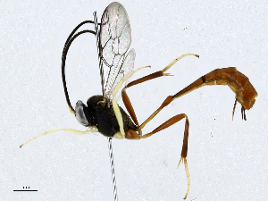  (Charops Malaise8351 - CBG-A02849-E08)  @11 [ ] CreativeCommons - Attribution (2023) CBG Photography Group Centre for Biodiversity Genomics