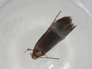  ( - CBG-A03275-D06)  @11 [ ] CreativeCommons - Attribution (2023) Centre for Biodiversity Genomics Centre for Biodiversity Genomics