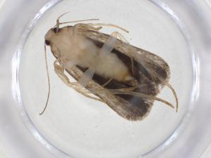  ( - CBG-A03303-C10)  @11 [ ] CreativeCommons - Attribution (2023) Centre for Biodiversity Genomics Centre for Biodiversity Genomics