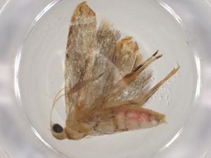  (gelMalaise01 Malaise3665 - CBG-A03328-D04)  @11 [ ] CreativeCommons - Attribution (2023) Centre for Biodiversity Genomics Centre for Biodiversity Genomics