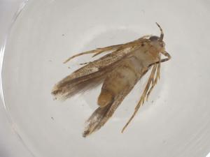  (gelMalaise01 Malaise0529 - CBG-A03328-D06)  @11 [ ] CreativeCommons - Attribution (2023) Centre for Biodiversity Genomics Centre for Biodiversity Genomics