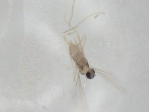  ( - CBG-A03335-D03)  @11 [ ] CreativeCommons - Attribution (2023) Centre for Biodiversity Genomics Centre for Biodiversity Genomics