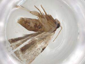  ( - CBG-A03339-H09)  @11 [ ] CreativeCommons - Attribution (2023) Centre for Biodiversity Genomics Centre for Biodiversity Genomics