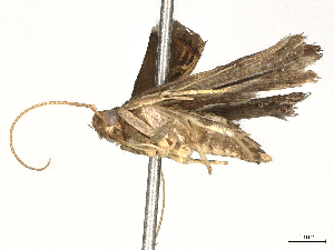  ( - BIOUG64493-B02)  @11 [ ] CreativeCommons - Attribution (2024) CBG Photography Group Centre for Biodiversity Genomics